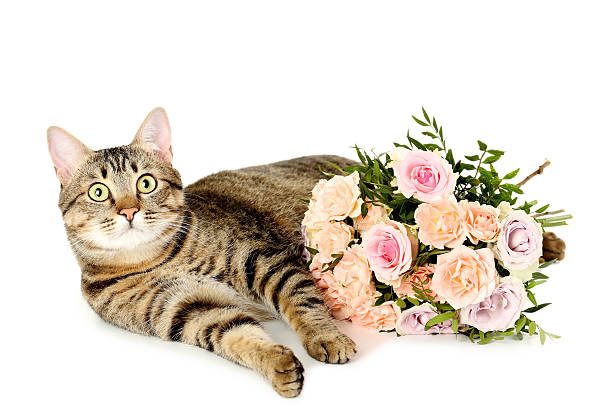 istock Bouquet of beautiful roses with cat isolated on a white 516689300