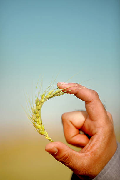 agronom trzyma pszenicy roślin - wheat winter wheat cereal plant spiked zdjęcia i obrazy z banku zdjęć