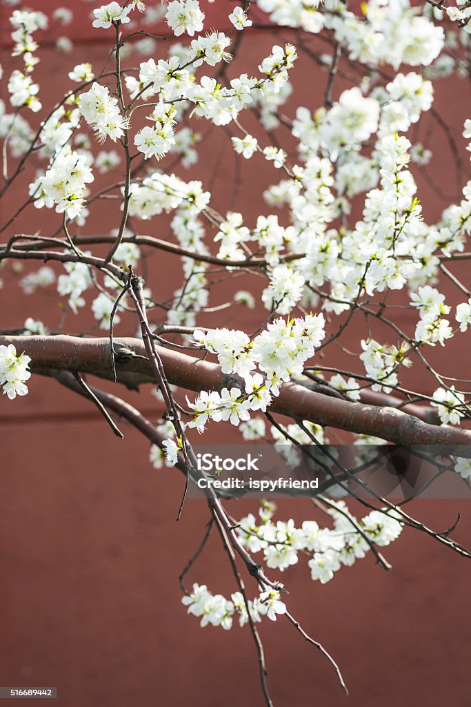 Cherry Blossom in Spring a branch with pink cherry blossoms Asia Stock Photo