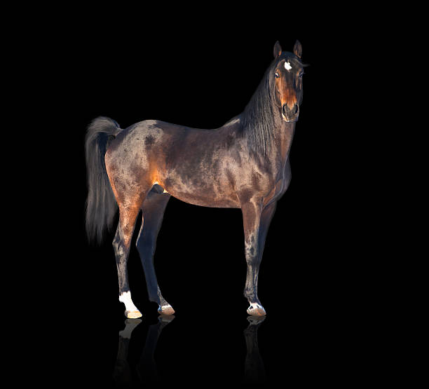istock isolate of the brown horse stay 516689468