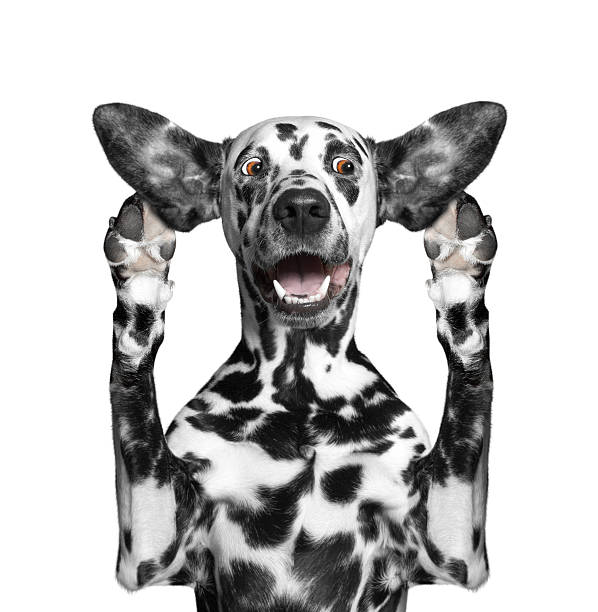 istock dog listens attentively some strange sounds 516690150
