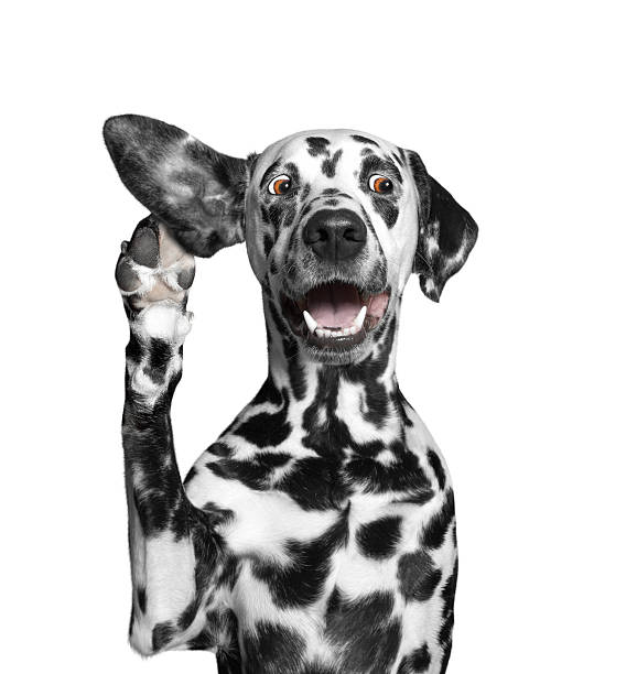 hund und seinem besitzer hört aufmerksam zu - white dog audio stock-fotos und bilder