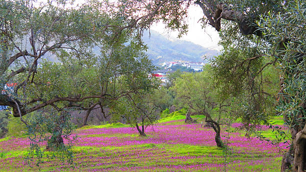 istock Purple weed flowering in olive grove 516691000