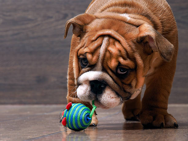 cucciolo bulldog inglese giocando con un giocattolo - english bulldog foto e immagini stock