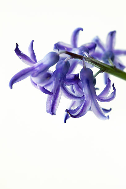 istock Close up on hyacinth flowers 516691850