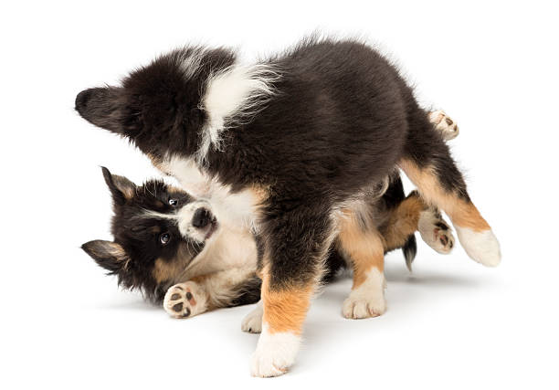 istock Two Australian Shepherd puppies, 2 months old, play fighting 516692212