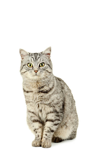 istock Beautiful cat isolated on a white 516692578