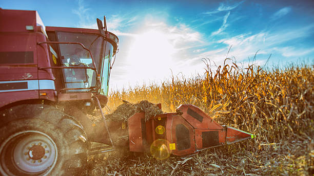 Man operating combine harvester while harvesting corn in corn field.