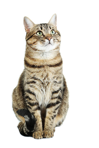 istock Beautiful cat isolated on a white 516692844
