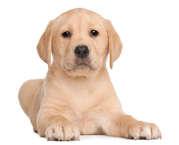 istock Labrador puppy, 7 weeks old, in front of white background 516692876