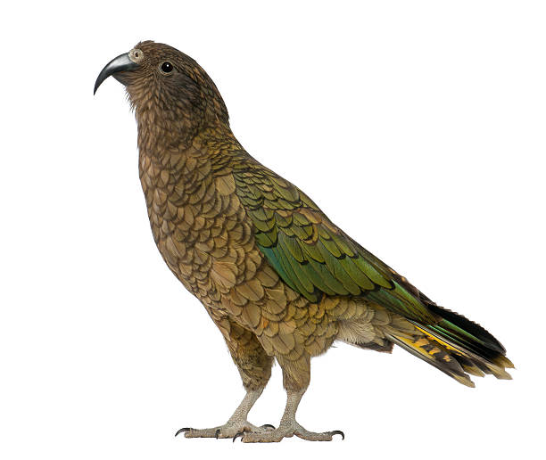 Kea, Nestor notabilis, a parrot, standing