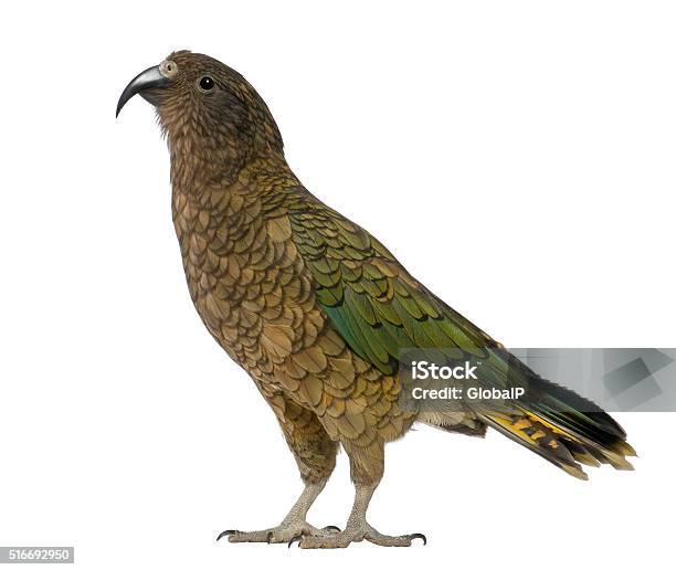 Kea Nestor Notabilis A Parrot Standing Stock Photo - Download Image Now - Kea, Cut Out, Animal