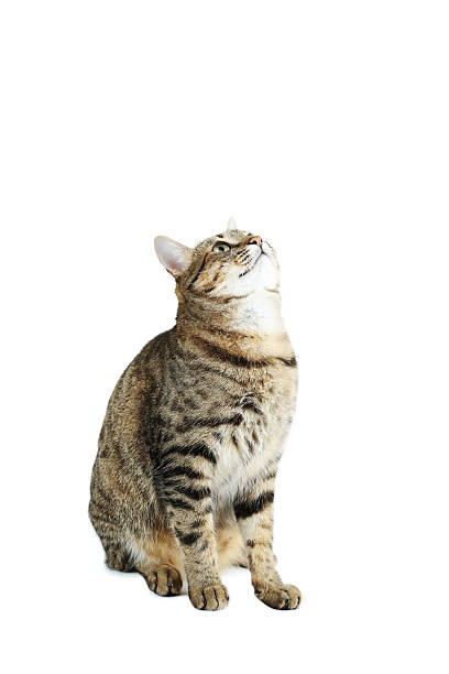 istock Beautiful cat isolated on a white 516693070