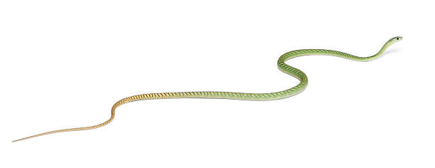 istock Western green mamba - Dendroaspis viridis, poisonous, white background 516693416