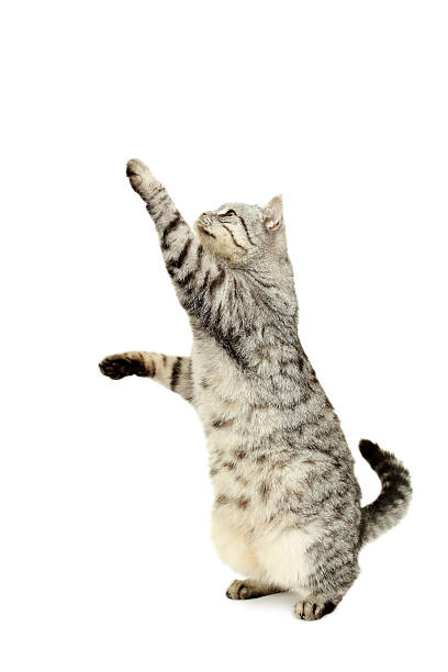 istock Beautiful cat isolated on a white 516693466
