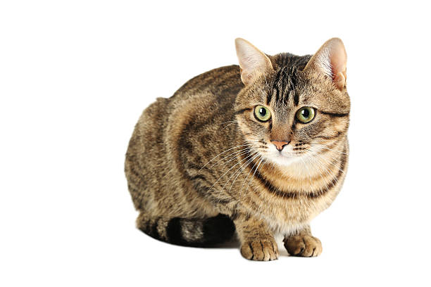istock Beautiful cat isolated on a white 516693828