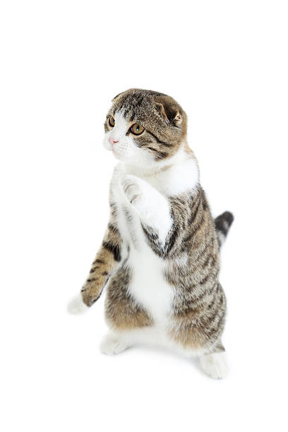 istock Beautiful cat isolated on a white 516694088