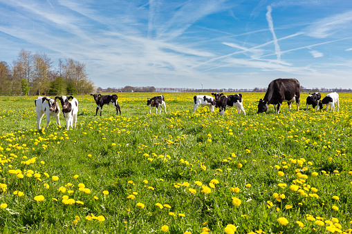 Mother cow with newborn calves in green grass with yellow dandelions during spring. Grazing black spotted young calves in green meadow with flowers in spring season. The blooming and blossoming flowers in the green pasture are a sign of spring season. I took this picture in the netherlands. Concept of agriculture, farming, spring, spring time, farm animal, animal, farmer, mother.
