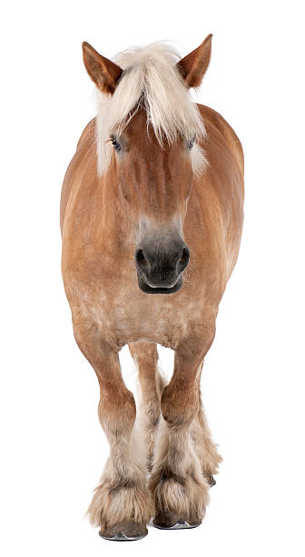 caballo belga, metales caballo belga un proyecto de una raza de pie - belgian horse fotografías e imágenes de stock