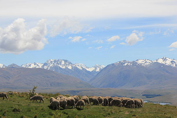 istock Landscape with Sheep in New Zealand 516694704