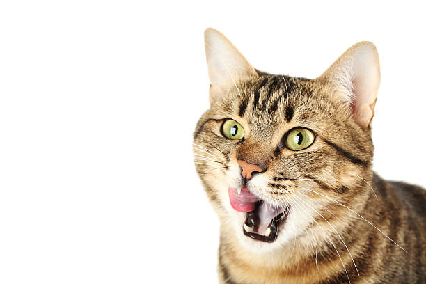 istock Beautiful cat isolated on a white background 516694718