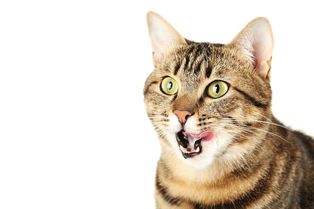 istock Beautiful cat isolated on a white background 516694780