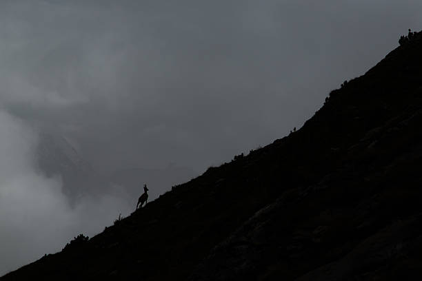 istock Chamois in the mountains (Rupicapra rupicapra) 516714146