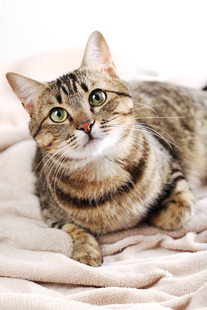 istock Beautiful cat on the beige plaid 516714522