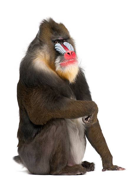 Portrait of Mandrill, primate of the Old World monkey family Portrait of Mandrill, Mandrillus sphinx, primate of the Old World monkey family 22 years old against white background baboon photos stock pictures, royalty-free photos & images