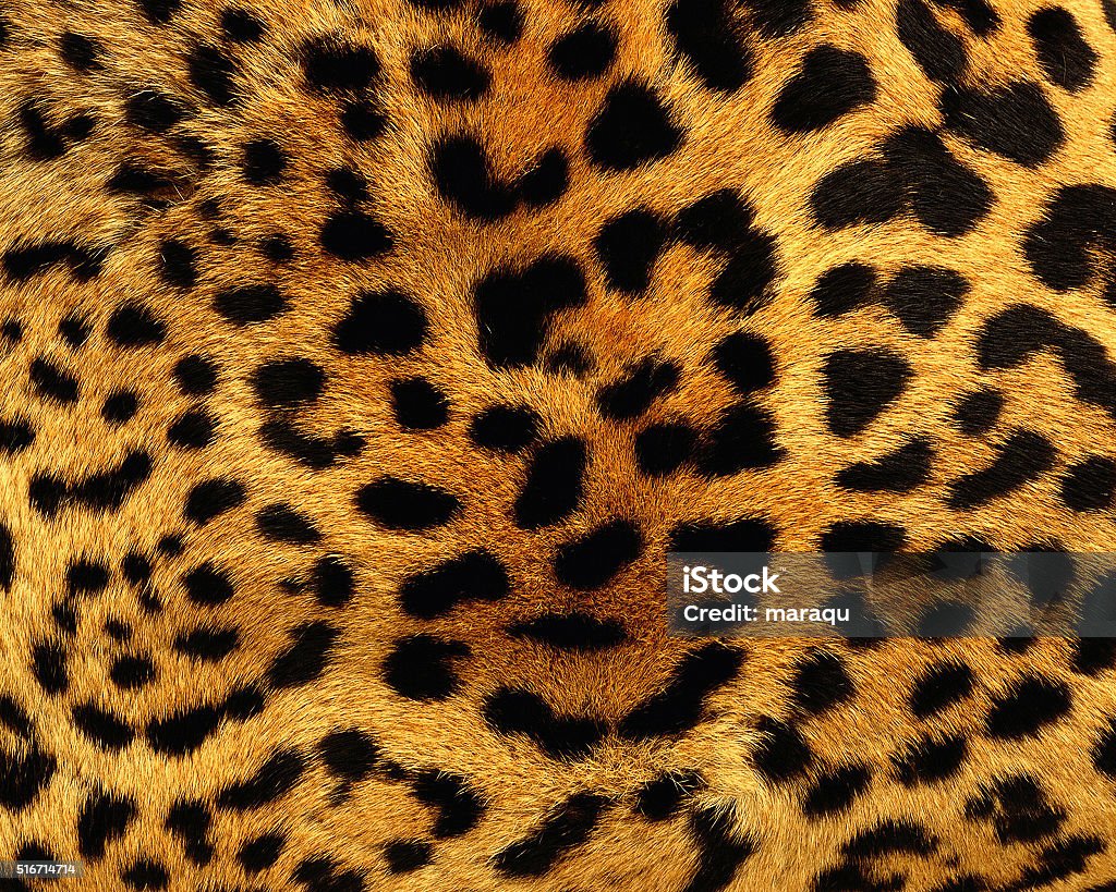 Animal Skin Texture For Concept Of Nature Stock Photo - Download Image Now  - Abstract, Animal, Animal Markings - iStock