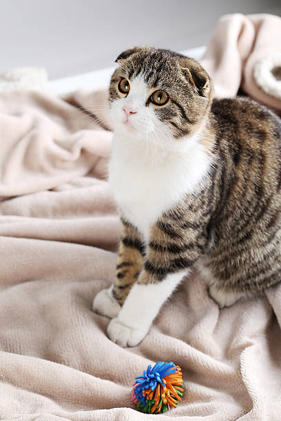istock Beautiful cat on the beige plaid 516714868