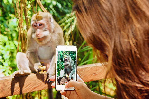 istock Woman hand with phone taking monkey mobile photo and video 516715248
