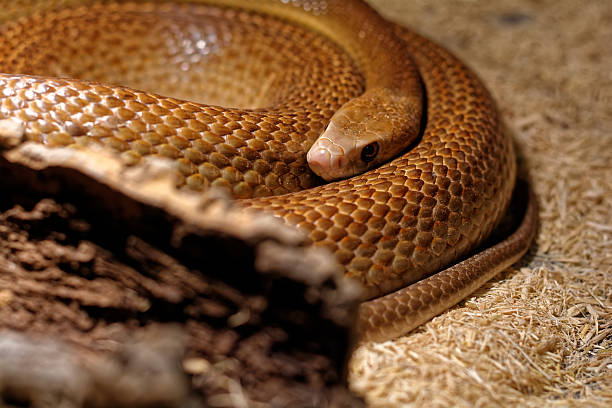istock Snake in the terrarium - Coastal taipan 516715896