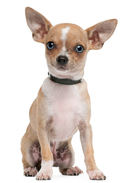istock Chihuahua puppy, 6 months old, sitting 516716676