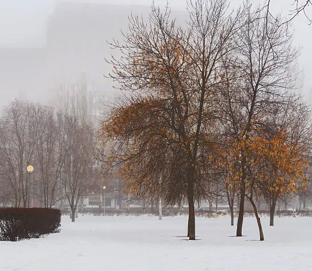 Photo of Morning fog.Spring.