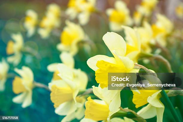 Daffodils In The Garden Stock Photo - Download Image Now - Beauty, Blossom, Blue