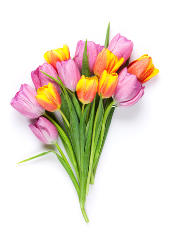 Fresh colorful tulip flowers bouquet. Isolated on white background