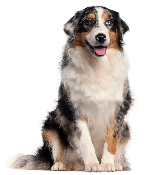 istock Australian Shepherd dog, 1 year old, 516717512