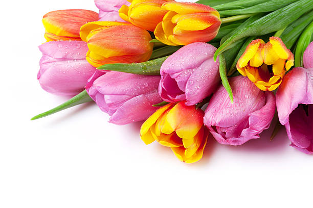 tulipanes coloridos ramo de flores frescas - cut out tulip close up drop fotografías e imágenes de stock