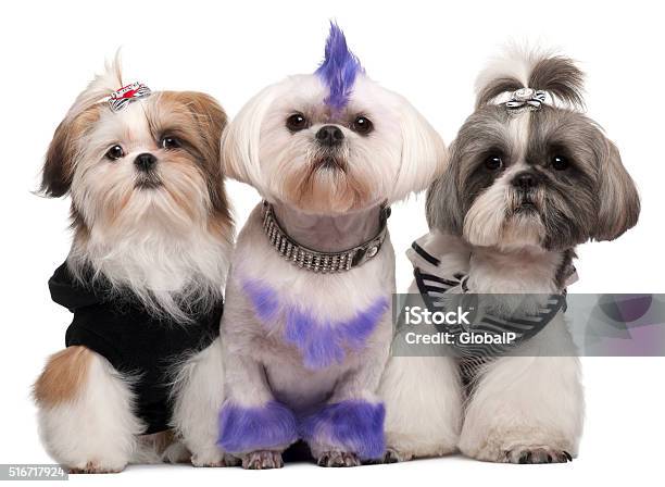 Drei Shih Tzus Elegant Stockfoto und mehr Bilder von Hund - Hund, Irokesenfrisur, Lila
