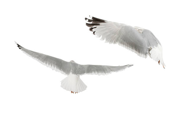 istock European Herring Gulls, Larus argentatus, 4 years old, flying 516718202