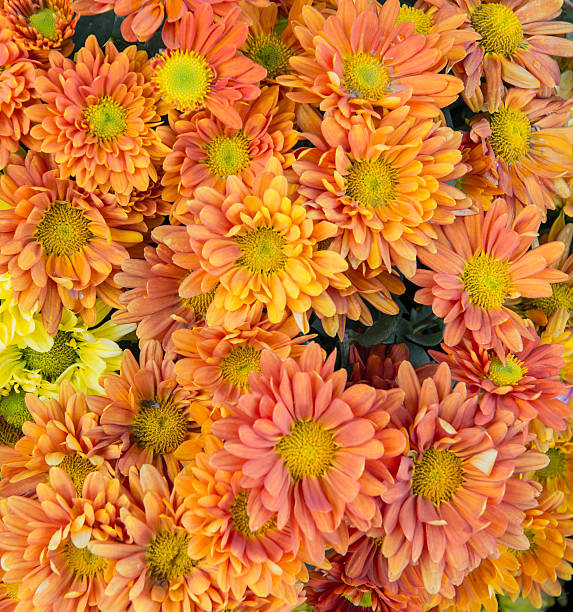 istock blooming flower in the garden 516718900