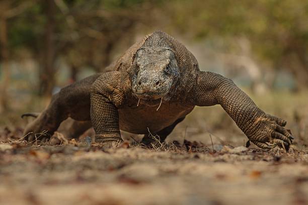 istock Gigantic komodo dragon from komodo island 516720842