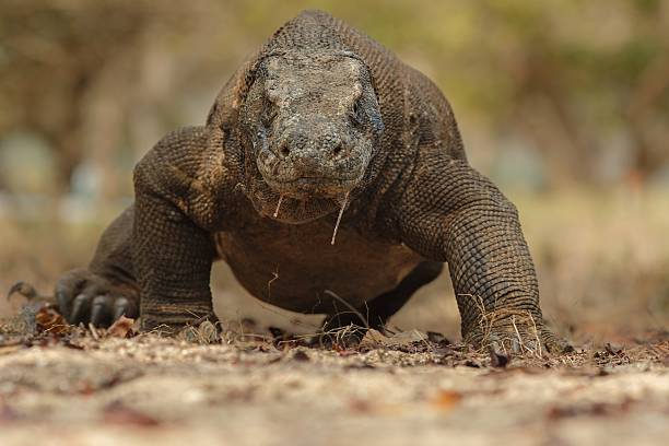 istock Gigantic komodo dragon from komodo island 516720906