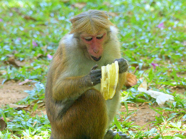 istock Sri Lanka bicycle round trip 516723348