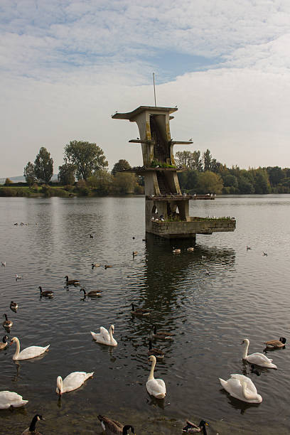 istock Wild birds at the reservoir 516725454