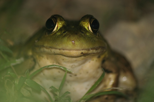 A Green frog (Rana clamitans melanota) faces head-on toward the camera.