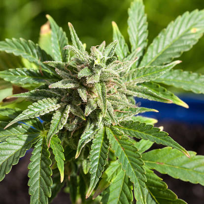 Marijuana plant closeup