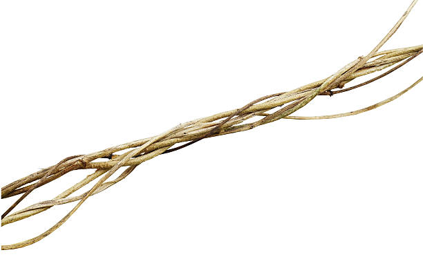 istock Dried wild vines on white background, clipping path included 516725712