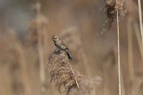 istock Female (common) reed bunting (Emberiza schoeniclus) 516725960